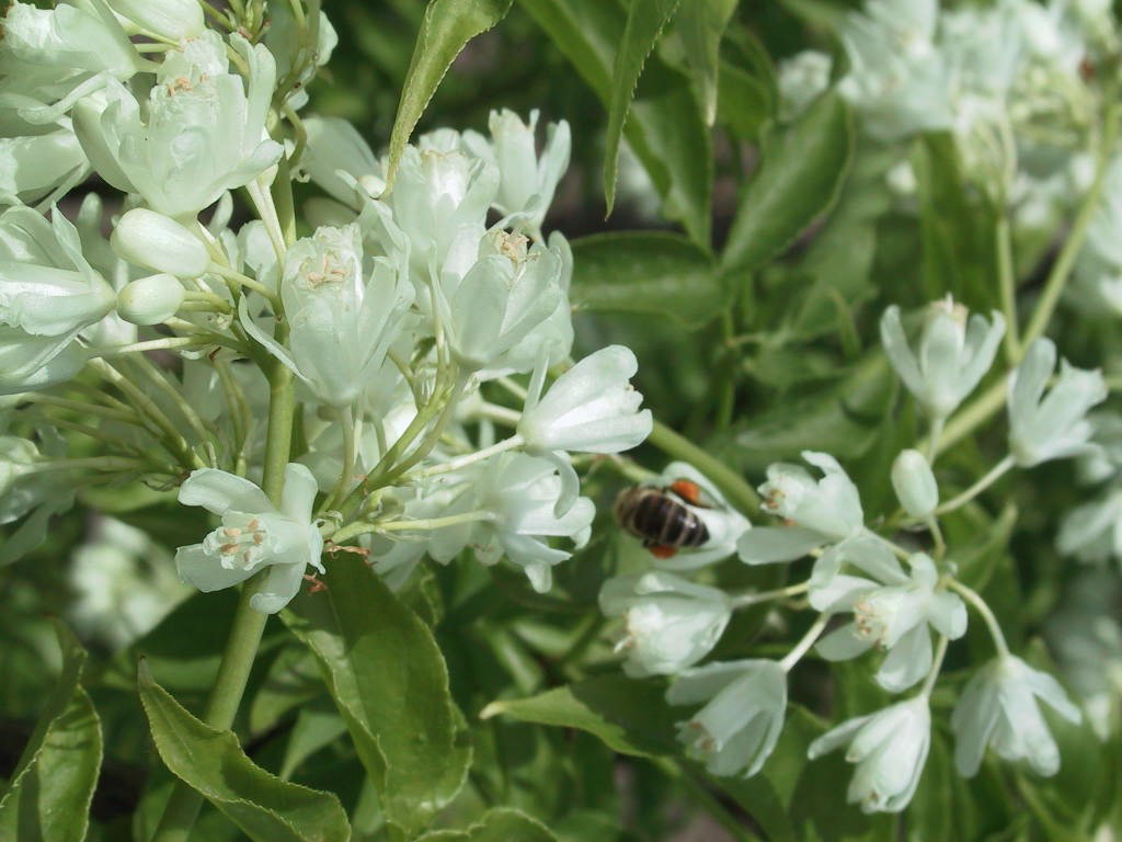 Staphylea colchica 03 Bluetenmacro.jpg